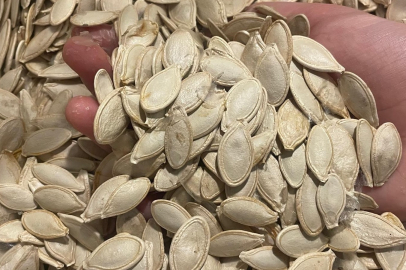 Kabak çekirdeğine "Salmonella", zencefile "Bacillus cereus" nasıl bulaşıyor