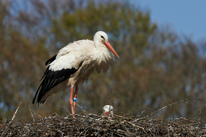 ‘Uluslararası Bursa Leylek Şenliği’ başlıyor
