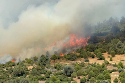 İznik'te büyük orman yangını