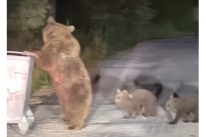 Uludağ'da ayı paniği; Görüntü alınırken saldırganlaştı