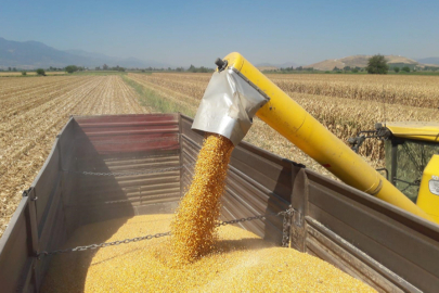 Edirne Milletvekili Ediz Ün'den iktidara çağrı: Hasat bitene kadar mısır ithalatı durdurun