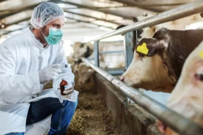 Tarım ve Orman Bakanlığı'ndan şap açıklaması!