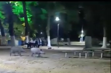 Karacabey'de aç kalan domuzlar parklara indi