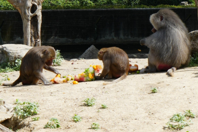 Bursa'da sıcaktan bunalan hayvanlara buzlu meyve