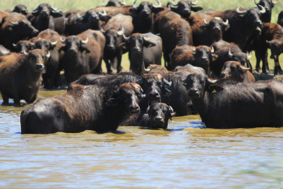 Uluabat Gölü kıyısında mandaların serinlik keyfi
