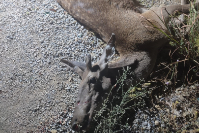 Ormandan çıkan geyik telef oldu