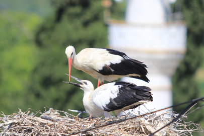 Yaren leyleği kıskandıracak Leylek Köyü