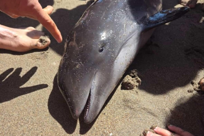 Karacabey Yeniköy Boğazı'nda yunus karaya vurdu