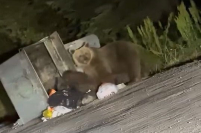 Uludağ’da aç kalan ayılar çöplere dadandı!