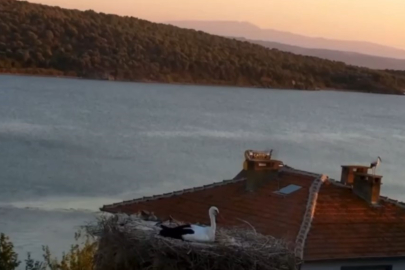 Yaren Leylek depremi önceden hissetti