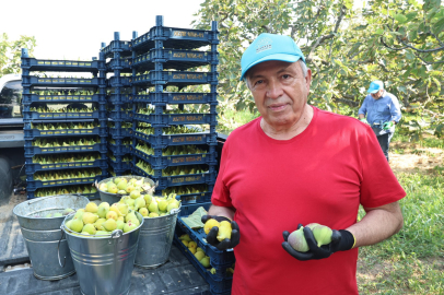 Nilüfer’de incir hasadı başladı