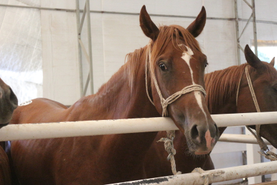 Karacabey Harası'nda 58 tay 25 milyon liraya satıldı