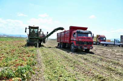 Domatesin başkenti Karacabey'de hasat sezonu