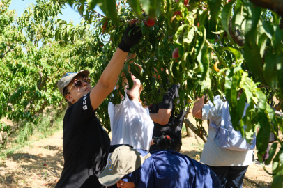 Şeftalinin 120 çeşidiyle 'koleksiyon bahçesi' oluşturdular