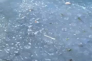 Mavi denizanaları Gemlik sahilini sardı