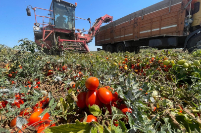 Domateste fiyatlar 3'e katladı ama çiftçiler zarar etmeye devam ediyor