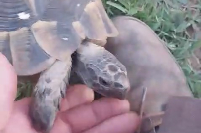 Kaplumbağa ve bahçıvanın dostluğu kıskandırdı