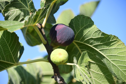 Bursa'dan dünyaya açılan lezzet; 'Bursa siyah inciri'