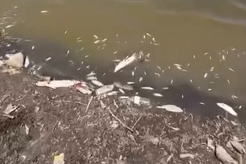 Göletin suları çekildi binlerce balık kıyıya vurdu