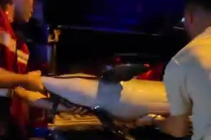 Gemlik'te ölü yunus kıyıya vurdu