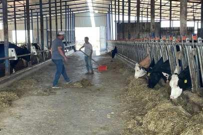 Süt üreticilerinden 'yem dayatması'na tepki