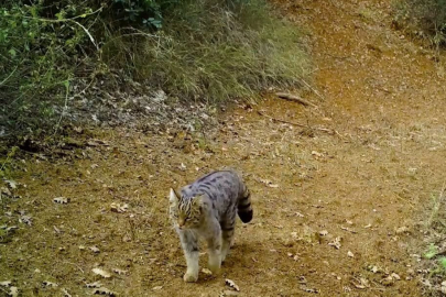 Uludağ'ın zirvesi doğal hayvanat bahçesi
