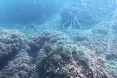 Marmara Denizi'nde yeniden müsilaj alarmı; Prof. Sarı'dan acil önlem çağrısı!