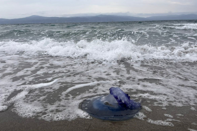 Mudanya'da mavi denizanaları sahile vurdu