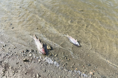 Yenişehir'deki Burcun Göleti'nde balık ölümleri