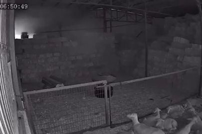 Mudanya'da ahır yangını; 170 hayvan telef oldu