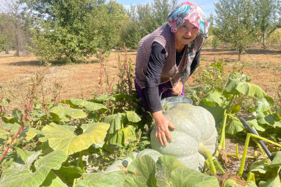 40 kiloya ulaşan kabaklarını elleriyle sevdi