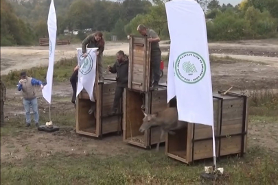 Bursa'daki 3 kızıl geyik doğal yaşam alanına kavuştu