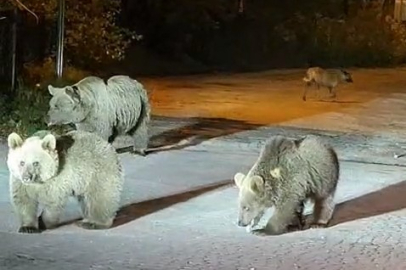 Dağcılar ayılarla burun buruna geldi