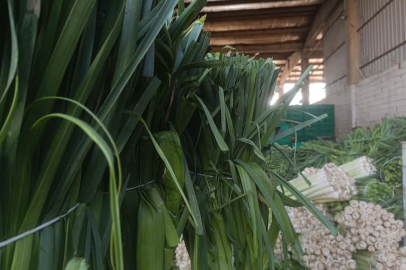 Yenişehir'de kışlık ürünlerde hasat başladı