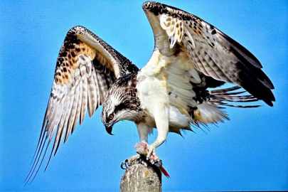 Türkiye’de nadir görülen balık kartalı Bursa’da görüntülendi