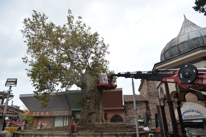 Bursa’nın asırlık çınarı koruma altına alındı