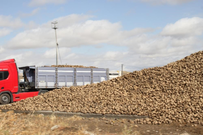 Pancar üretimindeki düşüşün şeker arzında sorun oluşturması beklenmiyor