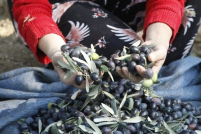 Marmarabirlik ürün alım fiyatlarını açıkladı