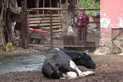 Şapa karşı en radikal koruma aşı; Aşılamayı ihmal etmeyin