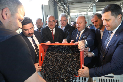 Zeytin hasadı başladı; Marmarabirlik'ten 70 bin tonluk alım hedefi