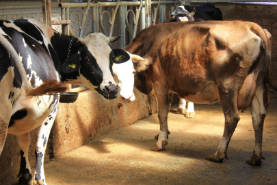 Şapa karşı 'hayvanlara küflü domates yedirmeyin, idrar içirmeyin' uyarısı