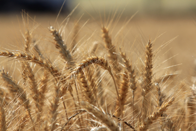 Küresel tahıl üretiminde tüm zamanların rekoru