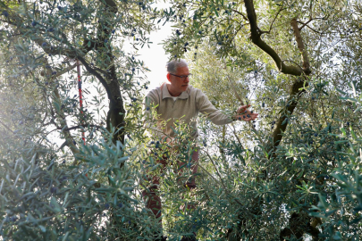 Mudanya'da zeytin hasadı sezonu başladı