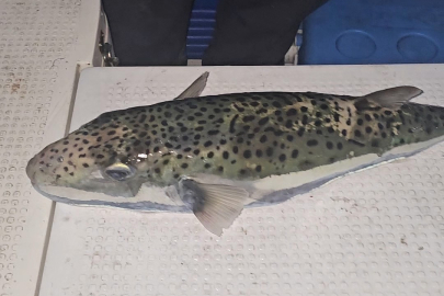 Gemlik Körfezi’nde benekli balon balığı şoku