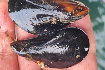 'Nereden geldiği belirsiz kaçak midyenin önlenmesi gerekir'