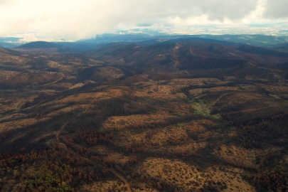 Bursa Orman Bölge Müdürlüğü yanan bölgeyi 300 bin fidanla yeniden yeşertiyor.