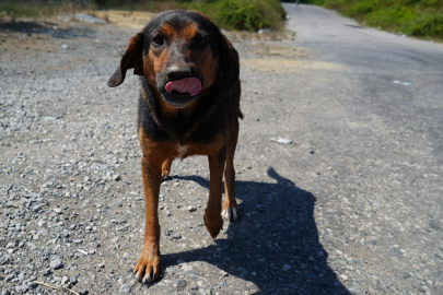 İstanbul Valiliği sokak hayvanlarının beslenmesini yasakladı