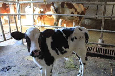 Şap yüzünden beside yüzde 30 kayıp bekleniyor