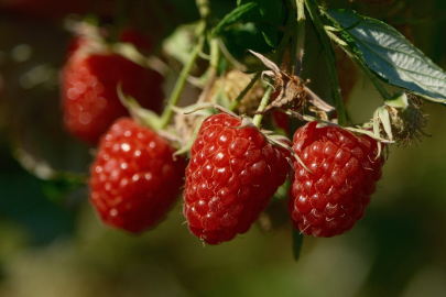 Bursa Büyükşehir Belediyesi 9 üründe fide ve fidan desteğinde bulunacak