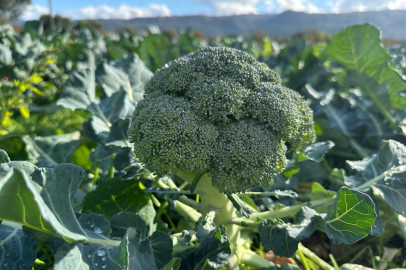Tüccarın tarlada üreticiden 10 liraya aldığı brokoli pazarda 70 liraya satılıyor